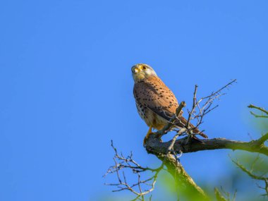 Ağacın tepesinde oturan alelade bir Kerkenez ilkbaharda güneşli bir gün, mavi gökyüzü