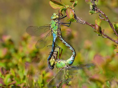 A pair of emperor dragonflies resting on a small twig, sunny day in springtime clipart