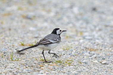 Beyaz bir Wagtail yerde yürüyor, ilkbaharda bulutlu bir gün