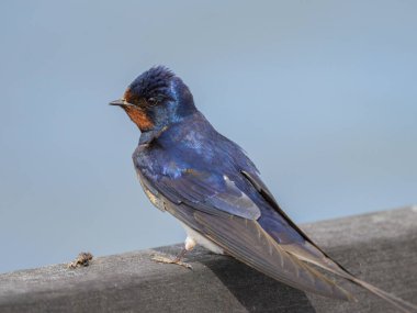 Çitin üzerinde dinlenen bir ahır kırlangıcı, Almanya 'da yazın güneşli bir gün.