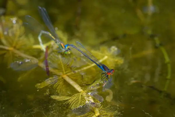 stock image A pair of small red-eyed damselflies (Erythromma viridulum) depositing eggs in a small pond, sunny day in springtime, Vienna (Austria)