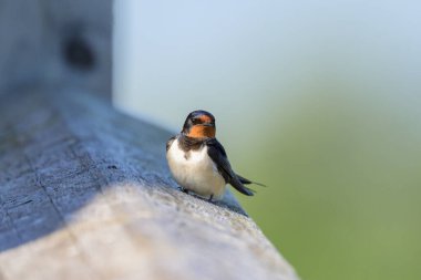 Çitin üzerinde dinlenen bir ahır kırlangıcı, ilkbaharda Avusturya 'da güneşli bir gün
