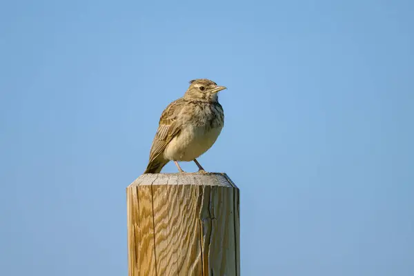 stock image A Crested Lark standing on a wooden pole, sunny day in springtime, Austria