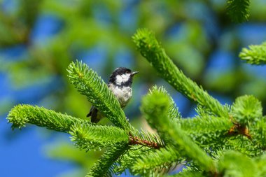 A Coal Tit looking for food in a tree, sunny day in summer in the Austrian Alps
