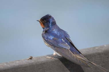 Çitin üzerinde dinlenen bir ahır kırlangıcı, Almanya 'da yazın güneşli bir gün.