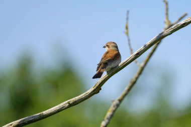 Kızıl Sırtlı Ördek çalıların üzerinde oturuyor, Almanya 'da yazın güneşli bir gün.