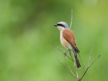 Erkek bir Kızıl Sırtlı Örümcekkuşu Avusturya 'da baharın güneşli bir gününde çalıların üzerinde oturuyor.