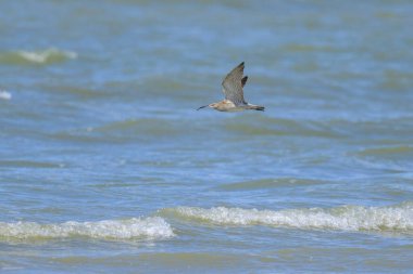 Yazın güneşli bir günde, kuzey Fransa 'da sahilde uçan bir Whimbrel.