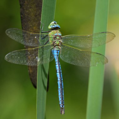 Bir imparator yusufçuk (Anax imperator) baharda güneşli bir günde bir bitki üzerinde dinlenir (Avusturya).)