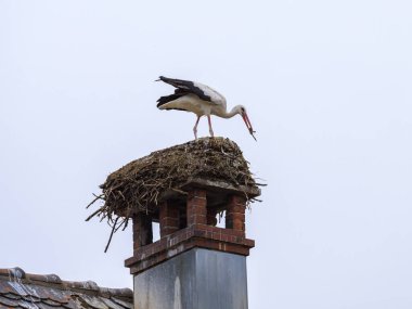 Yuvada duran bir Beyaz Leylek Yazın bulutlu bir gün