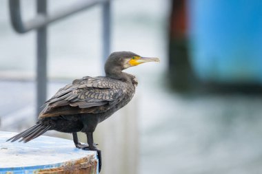 Büyük bir karabatak yazın bulutlu bir günde iskelede duruyor, Sellin (Ruegen, Almanya)