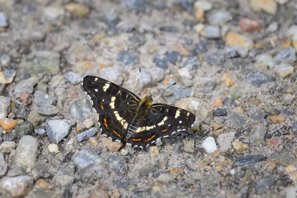 stock image A Map butterfly resting on the ground, sunny day in summer, Austria