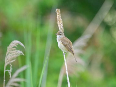 Bir Great Reed Warbler sazlıkta oturuyor ve şarkı söylüyor, yazın bir akşam, Avusturya