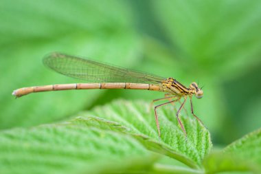 A blue featherleg damselfly (Platynemis pennipes) resting on a grass, Austria clipart