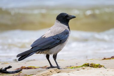 Bir leş kargası yazın yağmurlu bir günde Ruegen 'de (Almanya) sahilde yemek yiyor.