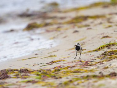 Beyaz bir Wagtail Almanya sahillerinde koşuyor, yazın bulutlu bir gün.