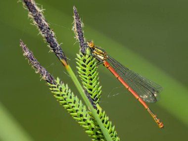A large red damselfly (Pyrrhosoma nymphula) resting on a grass, sunny day in summer, Vienna (Austria) clipart