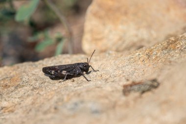 Bir Çıngıraklı Çekirge (Pthe stridulus) yerde oturuyor, yazın güneşli bir gün, Güney Tyrol (İtalya))