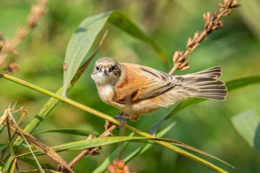 Eurasian penduline tit (Remiz pendulinus) looking for food in the reed on a sunny day in autumn