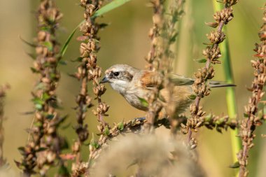 Eurasian penduline tit (Remiz pendulinus) looking for food in the reed on a sunny day in autumn