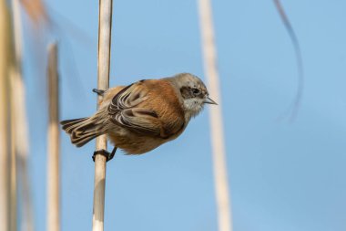 Eurasian penduline tit (Remiz pendulinus) looking for food in the reed on a sunny day in autumn