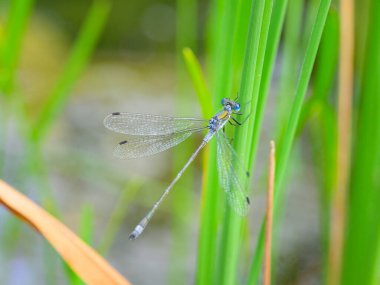 An Emerald damselfly (Lestes sponsa) resting on a grass, sunny day in summer, Vienna (Austria) clipart