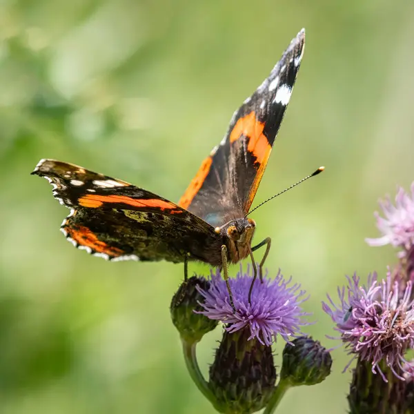 stock image A red admiral butterfly (Vanessa atalanta) sitting on a flower on a sunny day in summer (South Tyrol, Italy)