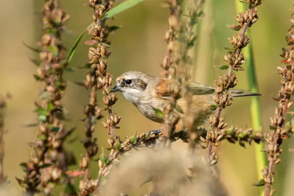 stock image Eurasian penduline tit (Remiz pendulinus) looking for food in the reed on a sunny day in autumn