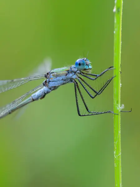 stock image An Emerald damselfly (Lestes sponsa) resting on a grass, sunny day in summer, Vienna (Austria)