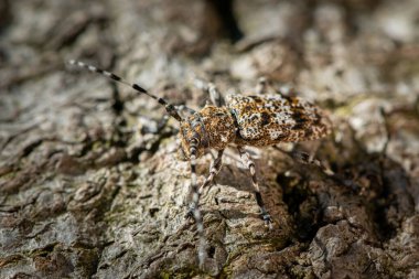 A small longhorn beetle (Aegomorphus clavipes) resting on a trunk, sunny day in summer, Vienna (Austria) clipart