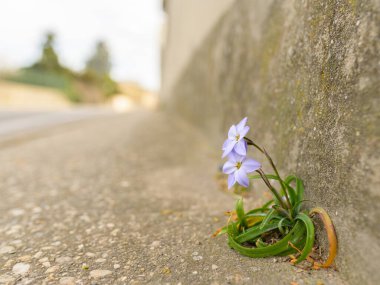 Sokakta büyüyen küçük bir Bahar Yıldızçiçeği (Ipheion uniflorum), Arles 'de bahar mevsimi (Fransa))