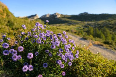 Baharın başlarında güneşli bir günde, çiçek açan bir Shrubby Globularia (Globularia alypum), Les Alpilles (Fransa))