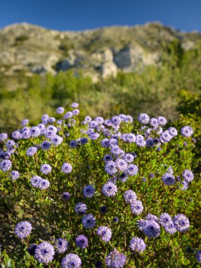 Baharın başlarında güneşli bir günde, çiçek açan bir Shrubby Globularia (Globularia alypum), Les Alpilles (Fransa))