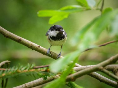 A Coal Tit looking for food in a tree, sunny day in summer in the Austrian Alps