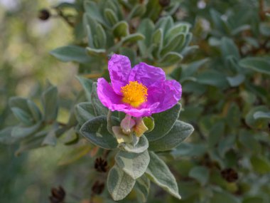 Bahar mevsiminde güneşli bir günde, çiçek açan gri renkli albidus (Cistus albidus), Les Alpilles (Fransa))