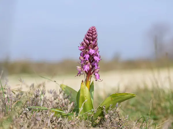 stock image A Giant Orchid (Himantoglossum robertianum) flowering in a meadow, sunny day in springtime, Camargue (France)