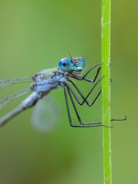 An Emerald damselfly (Lestes sponsa) resting on a grass, sunny day in summer, Vienna (Austria) clipart