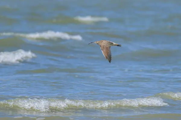 stock image A Whimbrel in flight on a sunny day in summer, coast in northern France