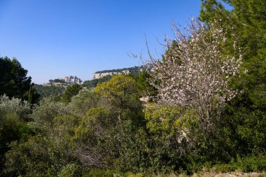 Les Alpilles 'de çiçek açan badem ağacı, ilkbaharda mavi gökyüzü, Provence (Fransa))