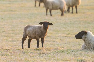 İlkbaharda gün doğumunda Arles (Provence, Fransa) yakınlarındaki bir tarlada koyun