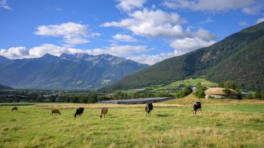 Mals, İtalya - 2 Temmuz 2023: Güney Tyrol 'da inekler otluyor, yazın güneşli bir gün, bulutlu mavi bir gökyüzü