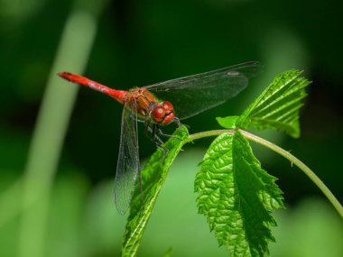 A Ruddy Darter dragonfly (Sympetrum sanguineum) resting on a plant, sunny day in summer (Austria) clipart