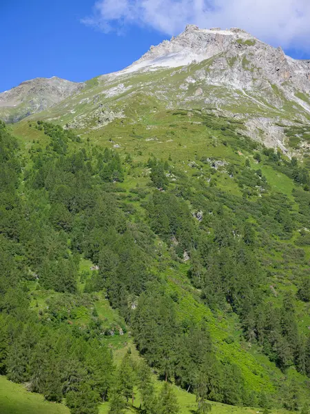 Güney Tyrol 'daki dağlar Yazın güneşli bir günde, orman, mavi gökyüzü