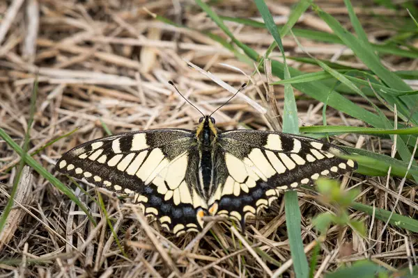 stock image An Old World swallowtail butterfly (Papilio machaon, Papilionidae) resting on the ground (Austria)