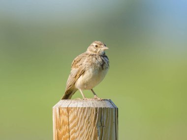 Tahta bir direğin üzerinde duran bir Tarlakuşu, ilkbaharda güneşli bir gün, Avusturya