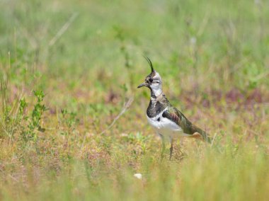 Bir Kuzey kanadı (Vanellus vanellus) yazın güneşli bir günde bir çayırda duruyor (Avusturya))