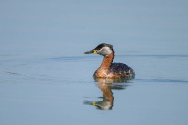 Kızıl boyunlu bir yunus, baharda güneşli bir günde gölde yüzer (Avusturya)