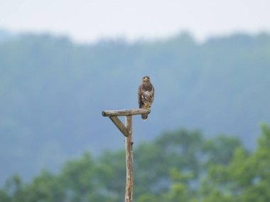 A Common Buzzard sitting on a wooden pole, sunny day in summer clipart