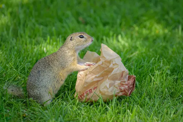 stock image Schlosshof, Austria - May 5, 2024: A European ground squirrel (Spermophilus citellus) in a green meadow in spring (Austria), looking for food in a bag