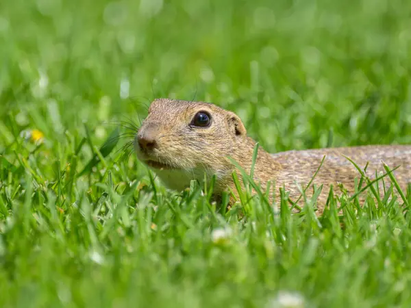 stock image A European ground squirrel (Spermophilus citellus) in a green meadow in spring (Austria)